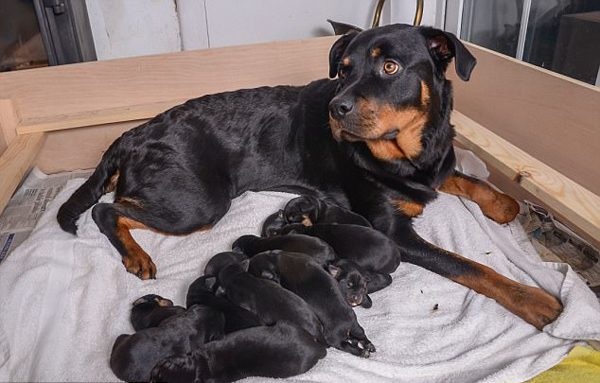 超级妈妈！英国一只罗威纳犬产下15只幼崽