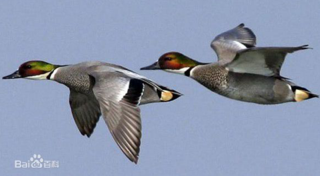 QQ截图20190116093201