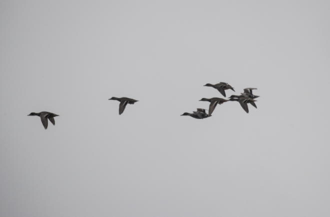 QQ截图20190116093224