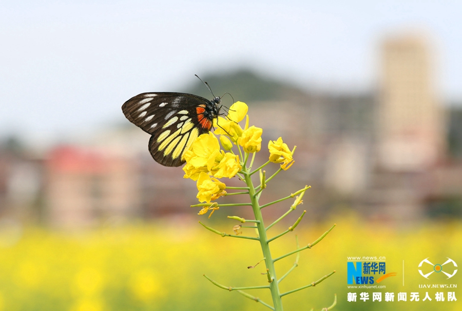泉州虹山乡：油菜花开引客来