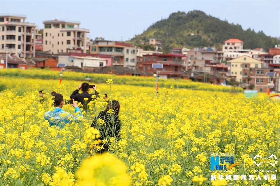 泉州虹山乡：油菜花开引客来