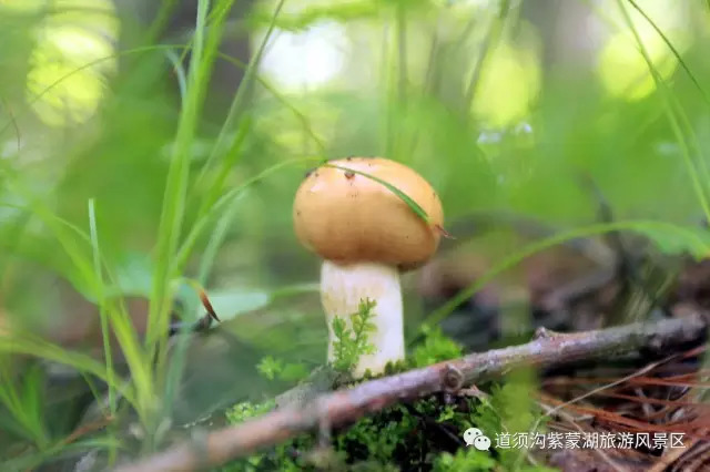 莫愁探春何处去 道须沟美景等你来