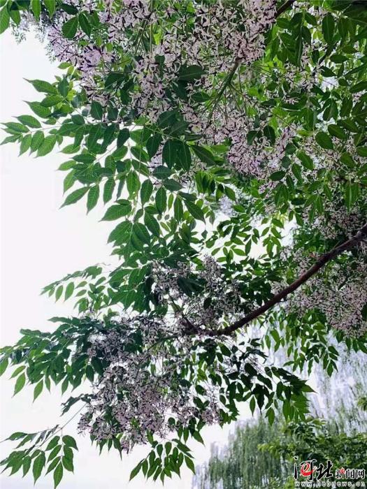 大河之北·森林草原篇：绿色梦想_最新信息