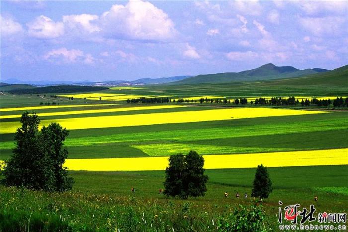大河之北·森林草原篇：绿色梦想_最新信息