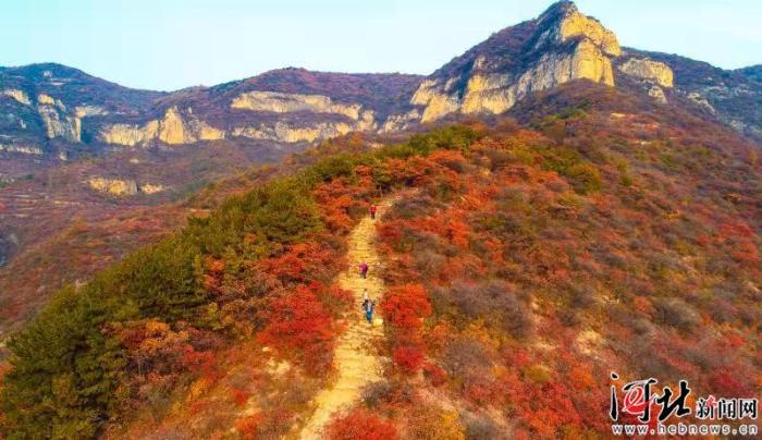 大河之北·森林草原篇：绿色梦想_最新信息