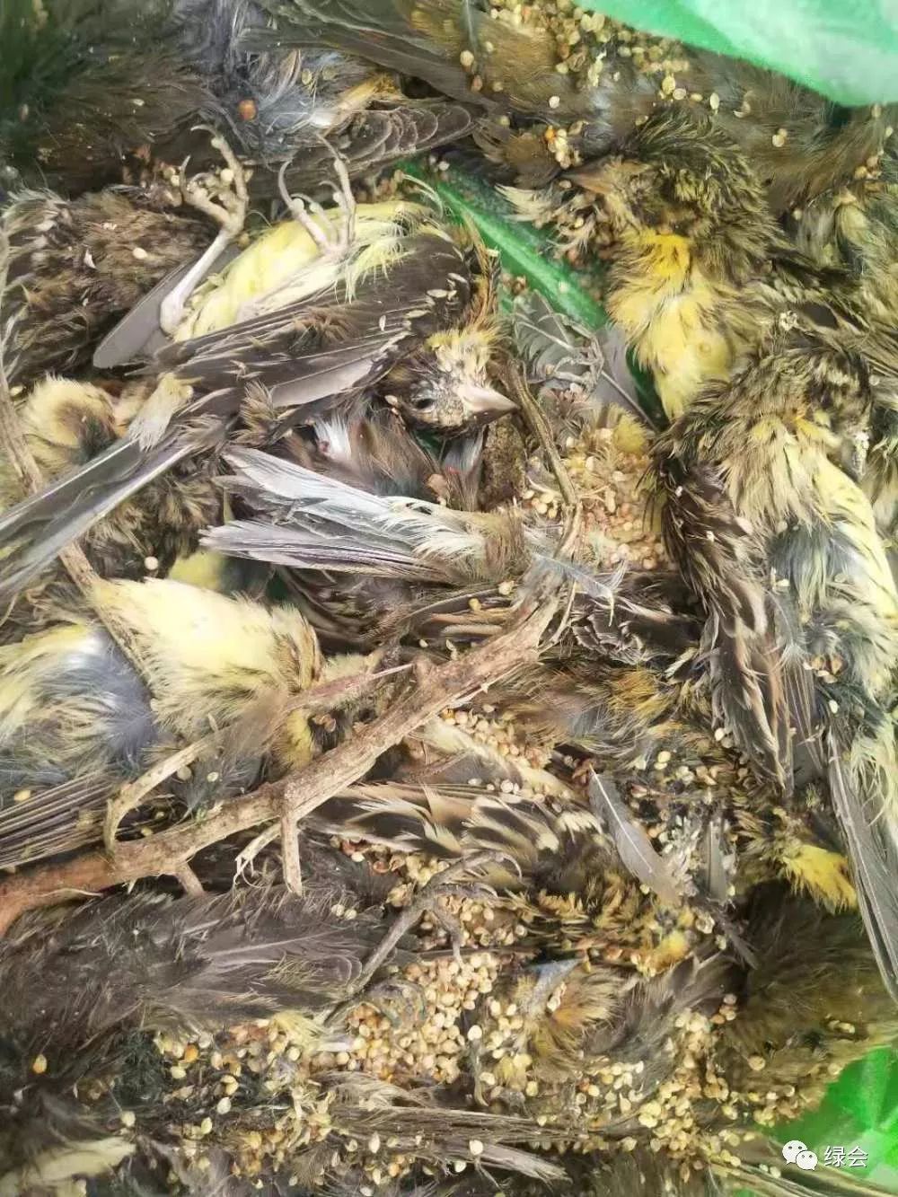 鸟儿因何折翼，禾花雀的迁徙之困！|多样生物，久久守护