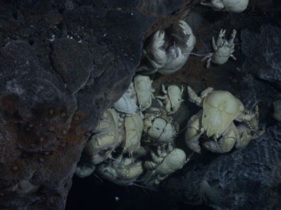 南极深海热液喷口：不需阳光的新生物