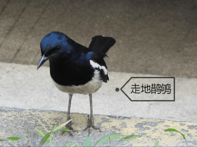 身边的自然 | 阳台上的“偷窥”事件