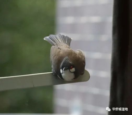 身边的自然 | 阳台上的“偷窥”事件