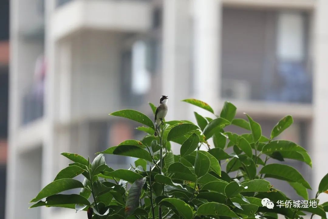 身边的自然 | 阳台上的“偷窥”事件