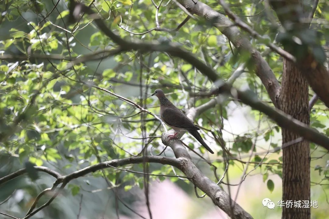 身边的自然 | 阳台上的“偷窥”事件