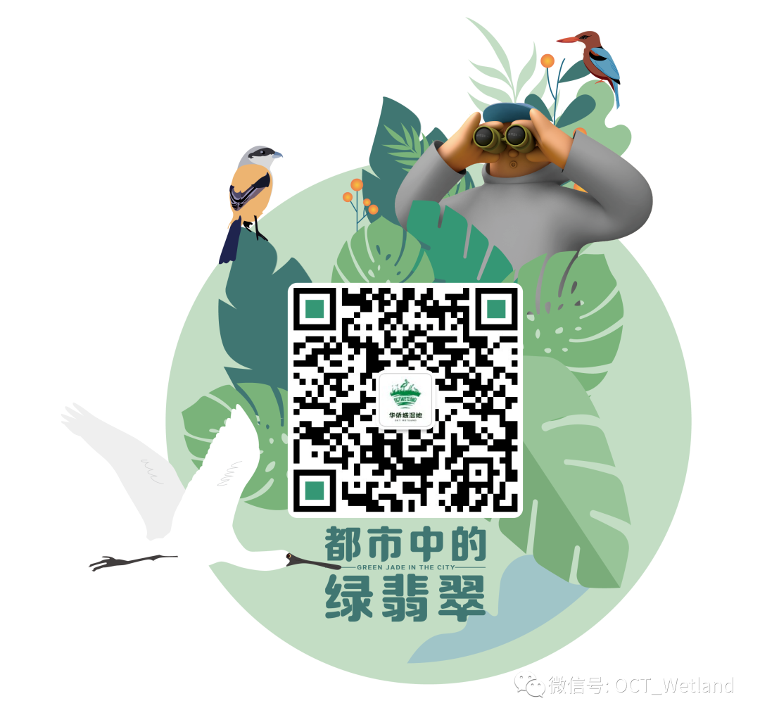 【科普】金眶鸻
