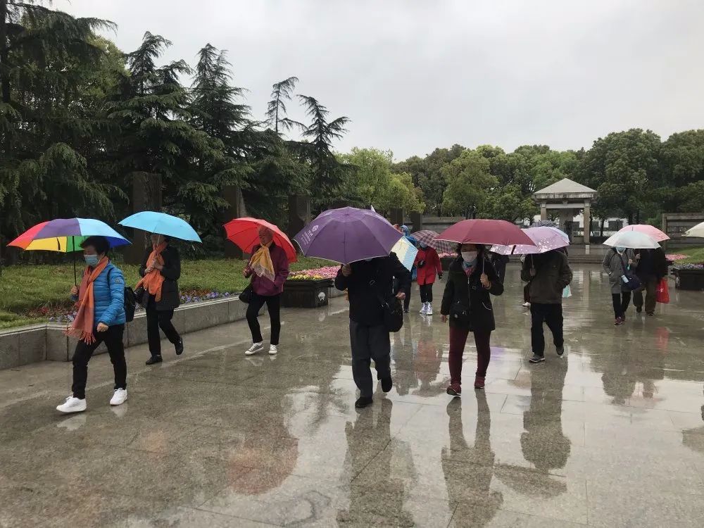春来沙家浜！昨日，镇江旅游团畅游烟雨芦荡