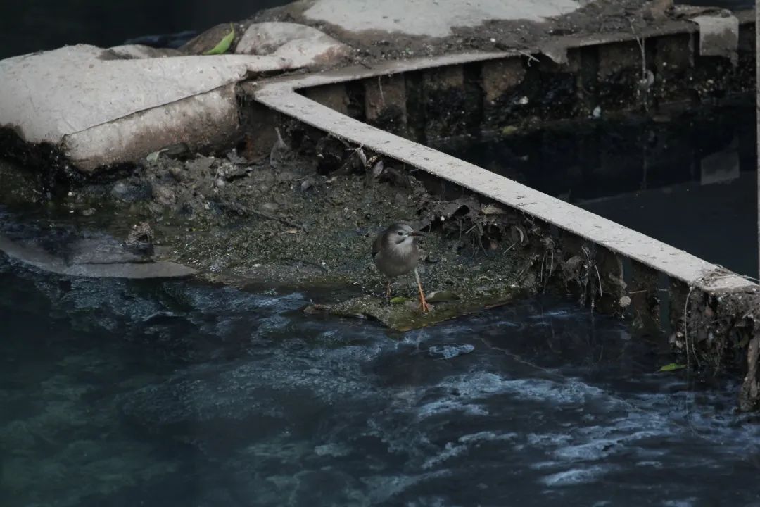 华侨城湿地科普小文 | 是丝光椋鸟不是丝光惊鸟